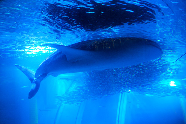 Китовая акула в океанариуме Hakkedzima Sea Paradise 